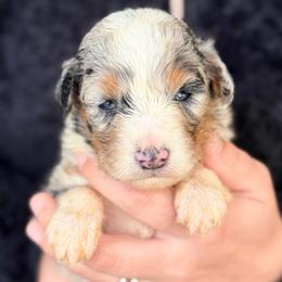 Hazel - Blue merle female Aussiedoodle puppy in Eastman, Georgia from Dood B Ranch