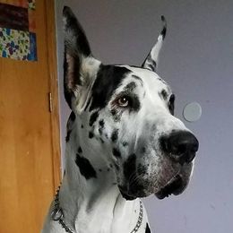Boxers and Great Danes from Boxers and Great Danes