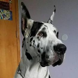 Boxers and Great Danes from Boxers and Great Danes