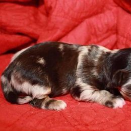 Chihuahua and Chinese Crested Puppies from Western Kentucky Chihuahua’s and Chinese Crested’s