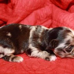 Chihuahua and Chinese Crested Puppies from Western Kentucky Chihuahua’s and Chinese Crested’s