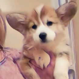 Pembroke Welsh Corgi Puppies from Breyerwood Corgis