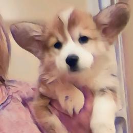 Pembroke Welsh Corgi Puppies from Breyerwood Corgis