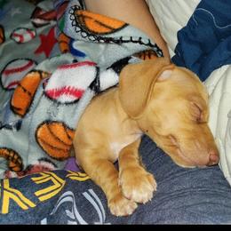 Dachshund Puppies from Wilson's Kennels