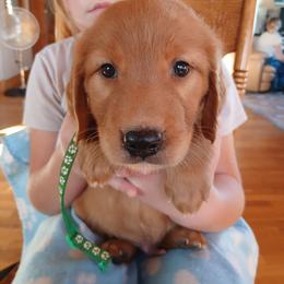 Green - Dark golden male Golden Retriever puppy in Lanesboro, Minnesota from Eagle Ridge Golden Retrievers