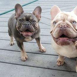 French Bulldogs and Pomeranians from Pomeranian Joy of the Mountains