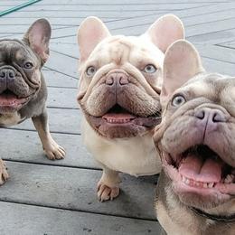 French Bulldogs and Pomeranians from Pomeranian Joy of the Mountains