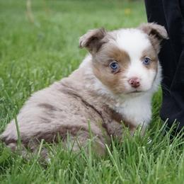 Huxley - Red merle male Miniature American Shepherd puppy in Holmesville, Ohio from Coffee Run Spring at Miller Farms