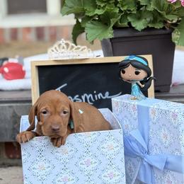 Jazmine - Golden rust female Vizsla puppy in Bloomington, Indiana from Envizion