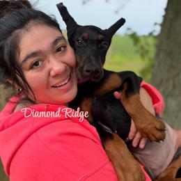 Dark pink collared girl - Black and rust female Doberman Pinscher puppy in Winamac, Indiana from DIAMOND RIDGE DOBERMANS