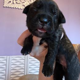 Orange collar Crown - Chestnut brindle male Cane Corso puppy in Tennessee from Nuovo Inizi Kennels
