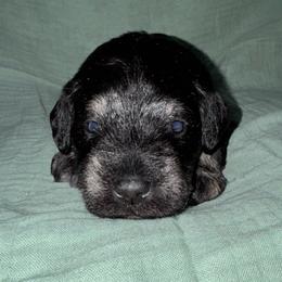 Zeus - Black and silver male Miniature Schnauzer puppy in Akeley, Minnesota from Great Northern Schnauzers