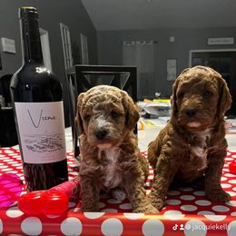 Aussiedoodle Puppies from Our Puppy World - the 3Js