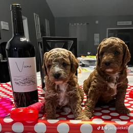 Aussiedoodle Puppies from Our Puppy World - the 3Js