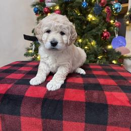 Ellie's Black Collar Male - Cream male Goldendoodle puppy in Piedmont, South Carolina from The Farm at Saluda Ridge