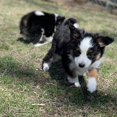 Sporty Mix Puppies from Ebonheart Kennel