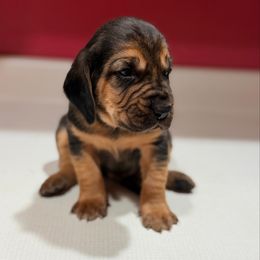 Sherlock Bones - Black and tan male Bloodhound puppy in Inman, Nebraska from Sandhill Hounds of Nebraska
