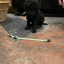 Green collar - Black male Poodle puppy in Henagar, Alabama from Windy Oak Kennels