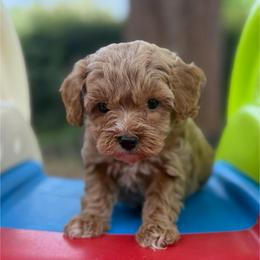 Courage - Red  male Goldendoodle puppy in Newnan, Georgia from Wagging Tailz Pups