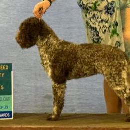 Lagotto Romagnolo puppies from Almar Lagotto