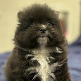 Pomeranian Puppies from Premium Pom’s