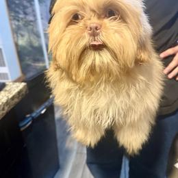 Caramel - Liver male Shih Tzu puppy in Running Springs, California from Amanda's Shih Tzus