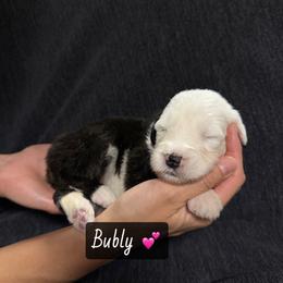 Bubly - Gray and white female Old English Sheepdog puppy in Bristol, Indiana from Ridgeruns OES