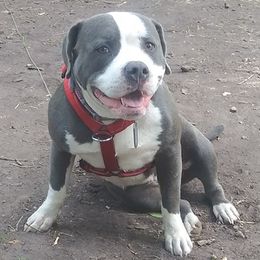 American Bullies from Johnson Bully Breeders