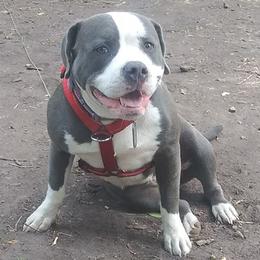 American Bullies from Johnson Bully Breeders
