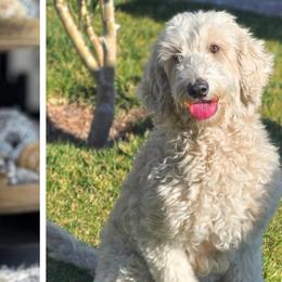 Goldendoodles from Golden Desert Doodles