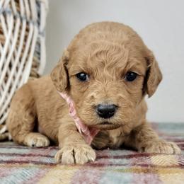 Dolly - Red  female Goldendoodle puppy in Temecula, California from Oodles O'Doodles