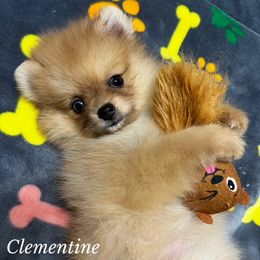 Pomeranian Puppies from petticoatpoms