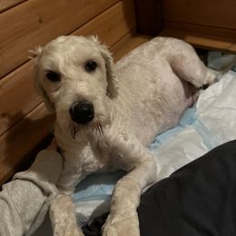 Luci - Aussiedoodle