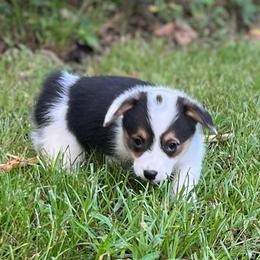 Indy-Natural bobtail Mismark - White and black male Pembroke Welsh Corgi puppy in Hope, Arkansas from Foxy Knoll Farm
