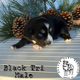 Guffy - Black tri male Miniature Australian Shepherd puppy in Jaroso, Colorado from Heaven Sent Aussies