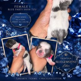 Sapphire - Blue and white female Shih Tzu puppy in Eunice, Louisiana from 4J's Cajun Kennels