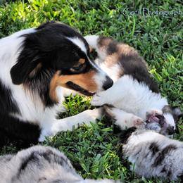 Australian Shepherd Puppies from Dovehawk Australian Shepherds