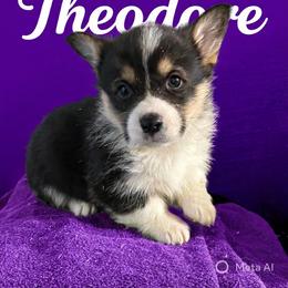 U-1 - Black and tan male Pembroke Welsh Corgi puppy in Sanford, Michigan from Tambali Pembroke Welsh Corgis