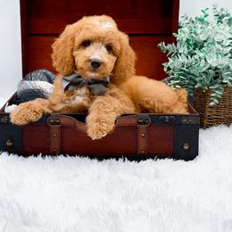 Boy 1 - male Goldendoodle puppy in North Carolina from NC Doodle Puppies