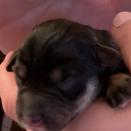 Boy 5 - Miniature Schnauzer puppy in Hull, Georgia from Ardent Miniature Schnauzers of Athens