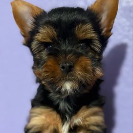 Ollie (grey collar) - Black and tan male Yorkshire Terrier puppy in Riverbank, California from Yorkie_Wonderland and Stud Services
