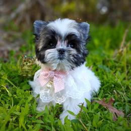 Companion Cross, Havanese, Mal-Shi, Maltese, Maltipoo, Morkie, and Shih Tzu Puppies from Seeking Shalom Acres Maltese, Maltipoos & Havamalts