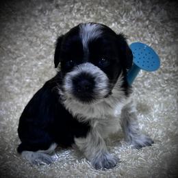 Houlihan - Black female Miniature Schnauzer puppy in San Augustine, Texas from My Little Schnauzer Pals