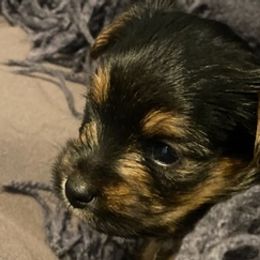 Yorkshire Terriers from Susan’s Yorkies