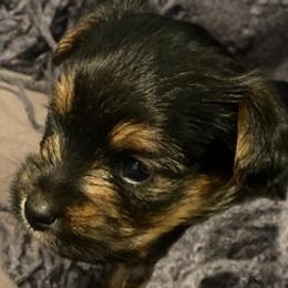 Yorkshire Terriers from Susan’s Yorkies
