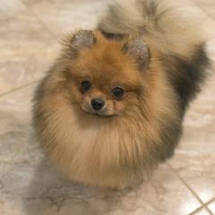 Pomeranian Puppies from Yelena Rudinskaya's Pomeranians