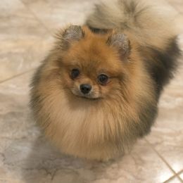 Pomeranian Puppies from Yelena Rudinskaya's Pomeranians