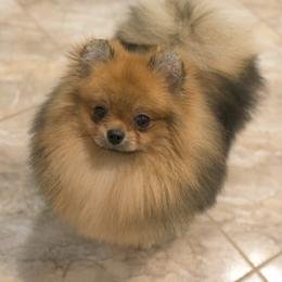 Pomeranian Puppies from Yelena Rudinskaya's Pomeranians