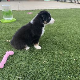 Boy 3 - Black Australian Shepherd puppy in Surprise, Arizona from Magley Ranch Aussies