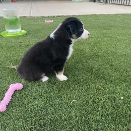 Boy 3 - Black Australian Shepherd puppy in Surprise, Arizona from Magley Ranch Aussies